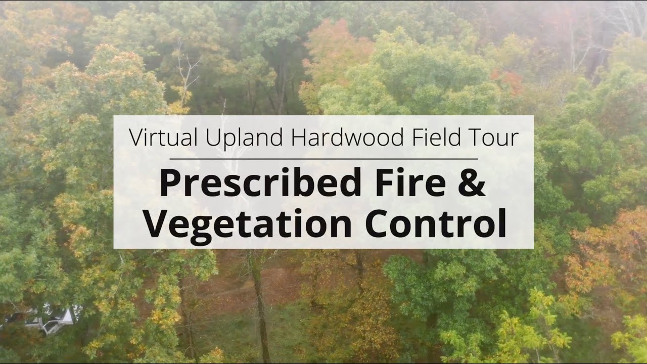 Prescribed Fire and Vegetation Control (Virtual Upland Hardwood Tour)