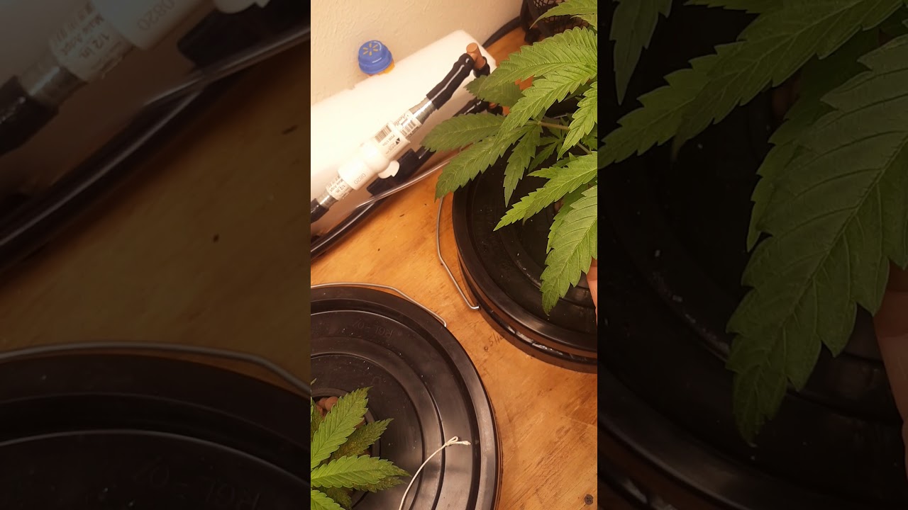 I 49 seed bank.  g13 and auto critical/gorilla glue...100 percent germ again....