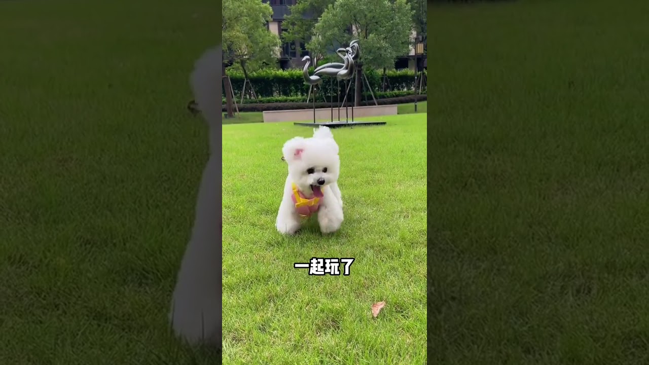 Boost Bonding with Quick-Play Dog Games: A Spiritual Connection Unveiled