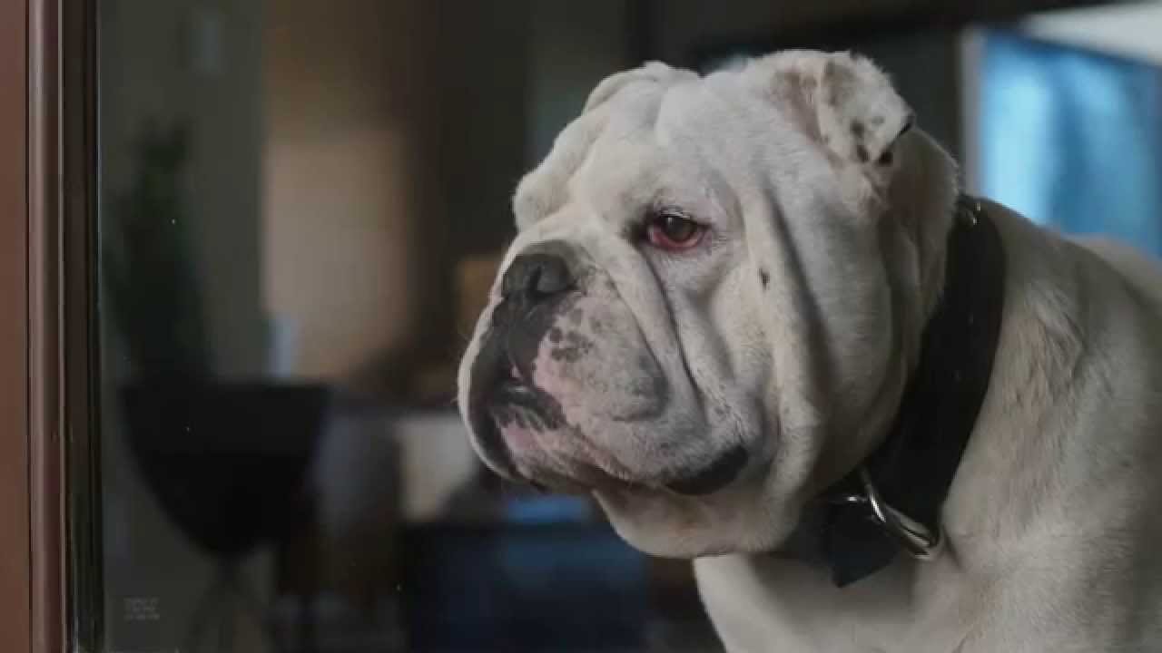 2015 Coldwell Banker TV Commercial: Home's Best Friend