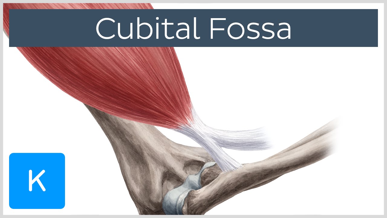 Cubital Fossa - Location & Borders - Human Anatomy |&nbsp;Kenhub