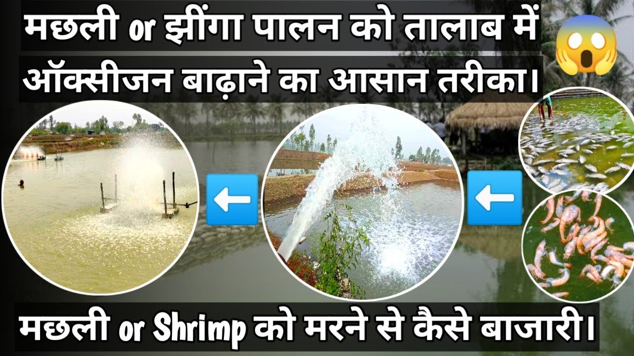 How to increase Oxygen level in pond water?🤯🤯//मछली or झींगा को मरने से कैसे बाजारी?🦐🐟🐠