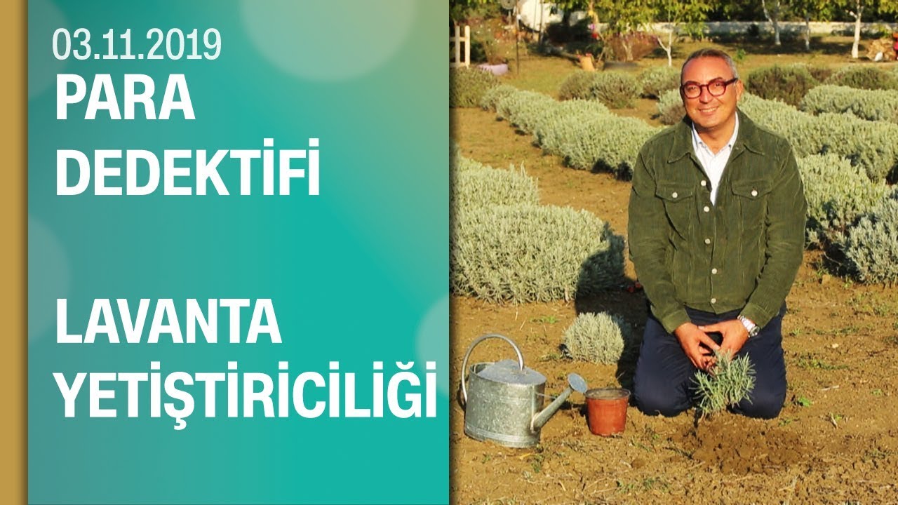 Büyükçekmece'deki lavanta üreticilerin hikayesi - Para Dedektifi 03.11.2019 Pazar