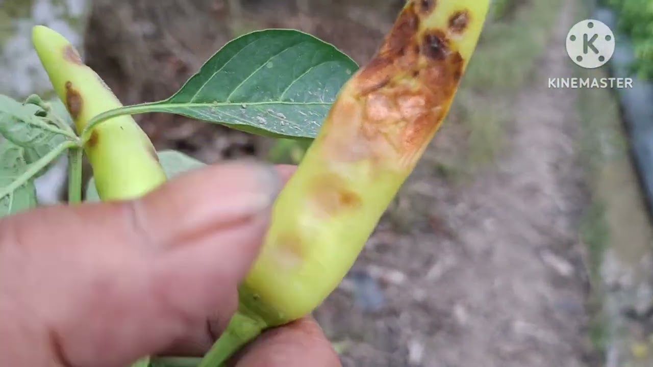 cách phòng trị kháng thư trên ớt sang miền Tây