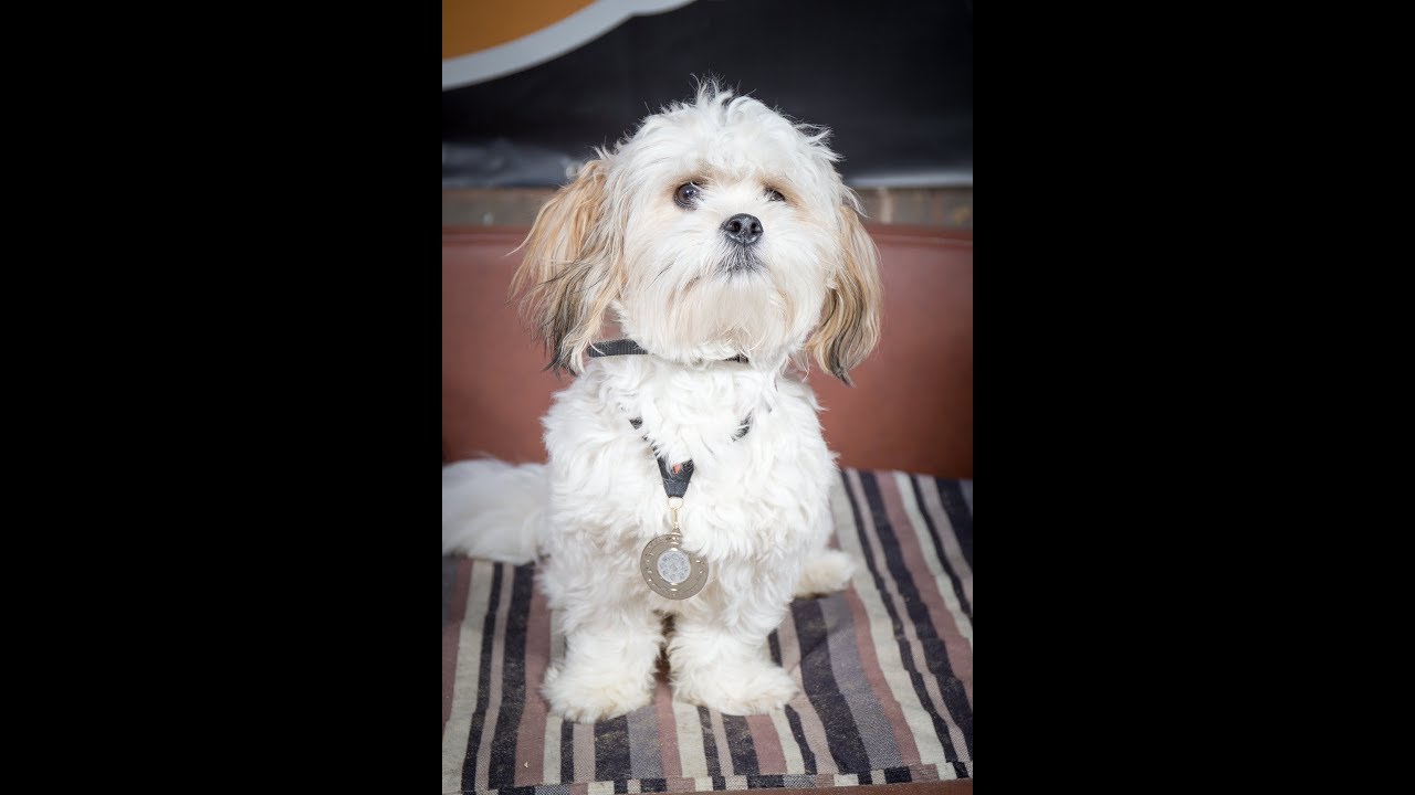 Ralph - Shih Tzu x Bichon - 2 Weeks Residential Dog Training