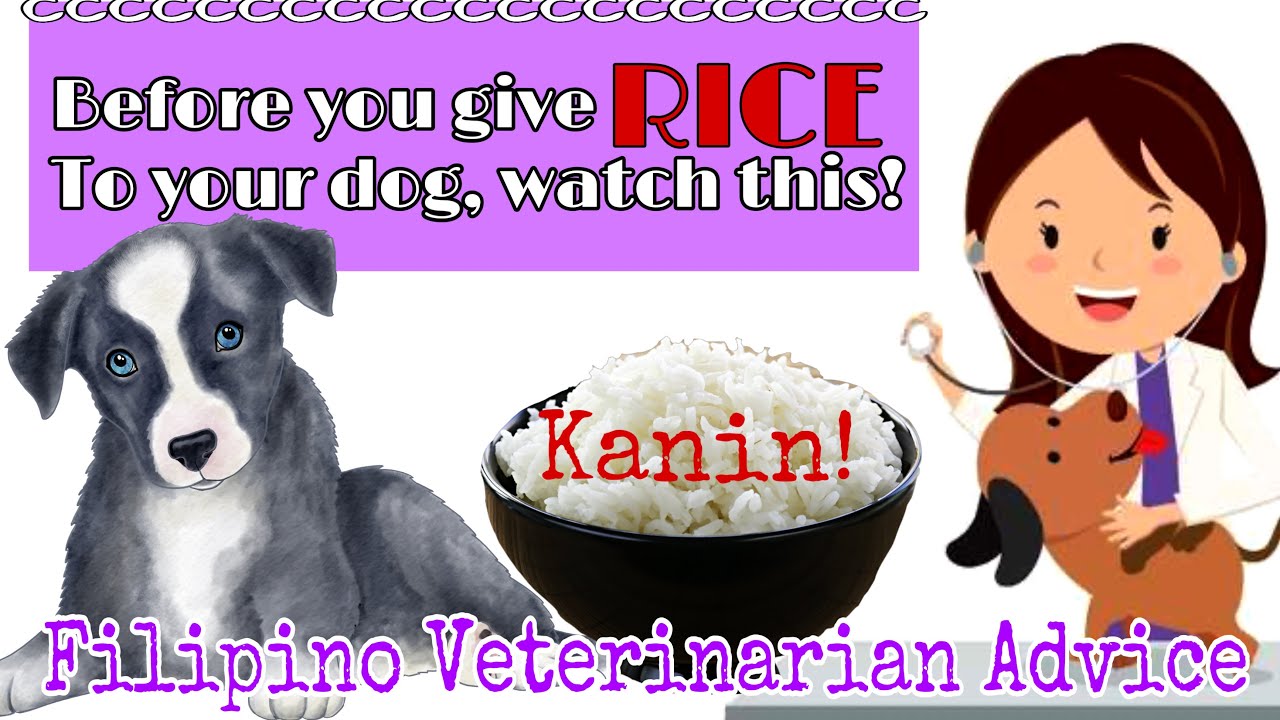 RICE FOR DOGS? || ANIMAL LOVERS || VETERINARIAN
