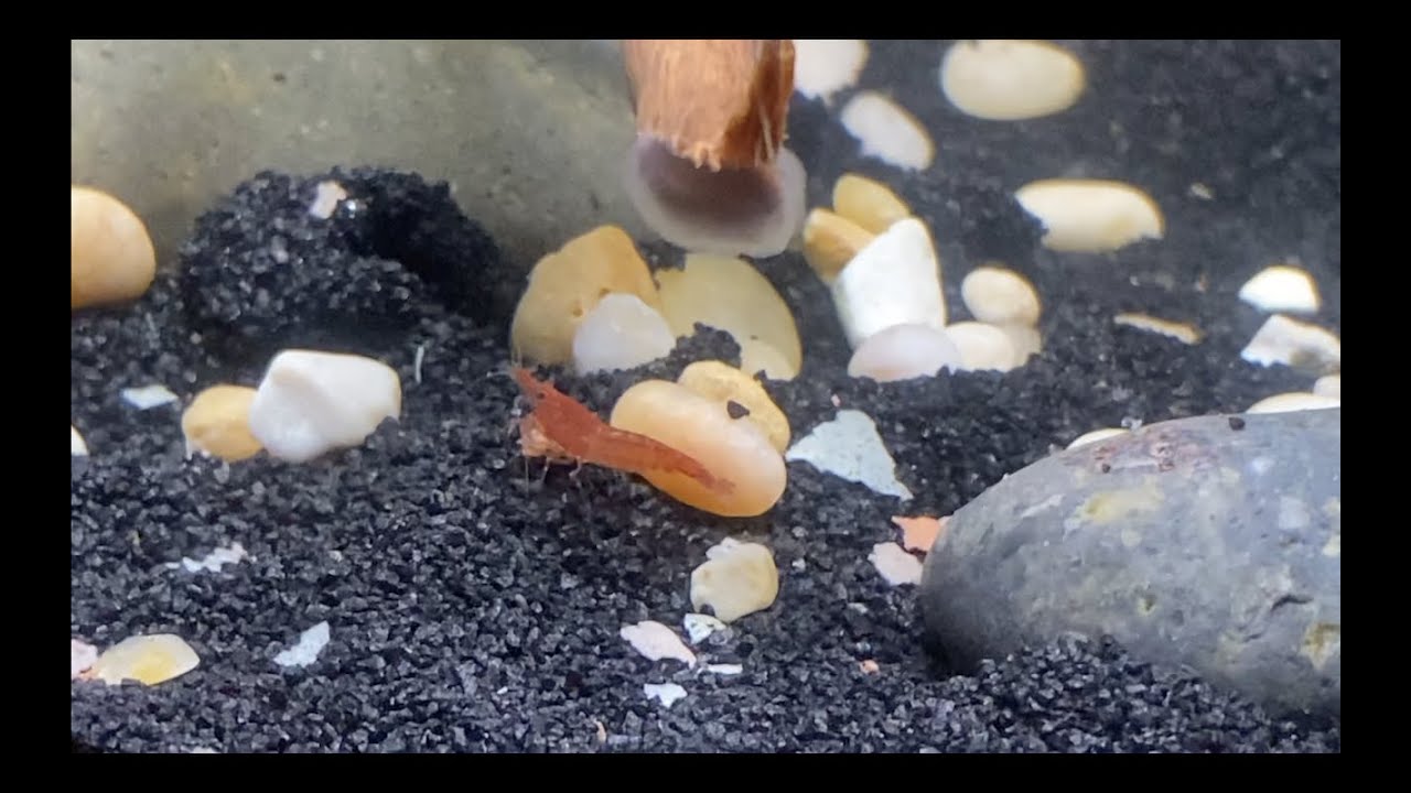 CHERRY SHRIMP AQUASCAPE | HAPPY NEW YEAR!