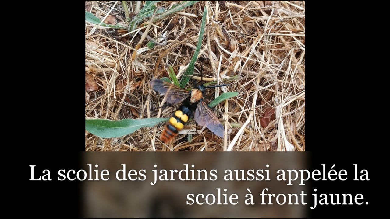 Notre amie la scolie des jardins !