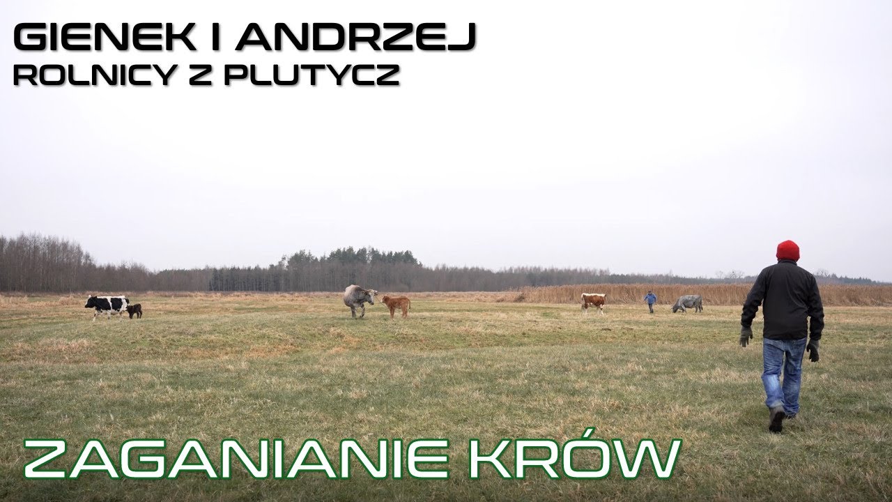 Zaganianie krów w Plutyczach Gienek i Andrzej rolnicy z Podlasia