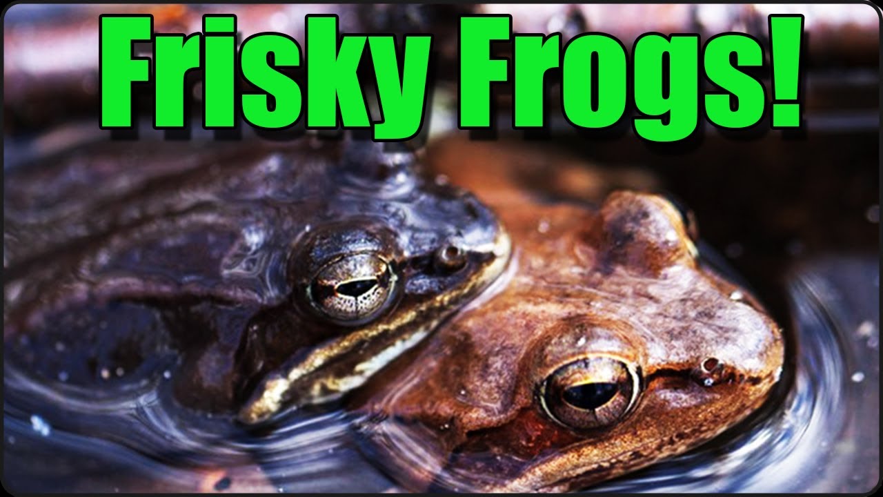 Frozen Alive: Wood Frogs' Astounding Winter Breeding Secret