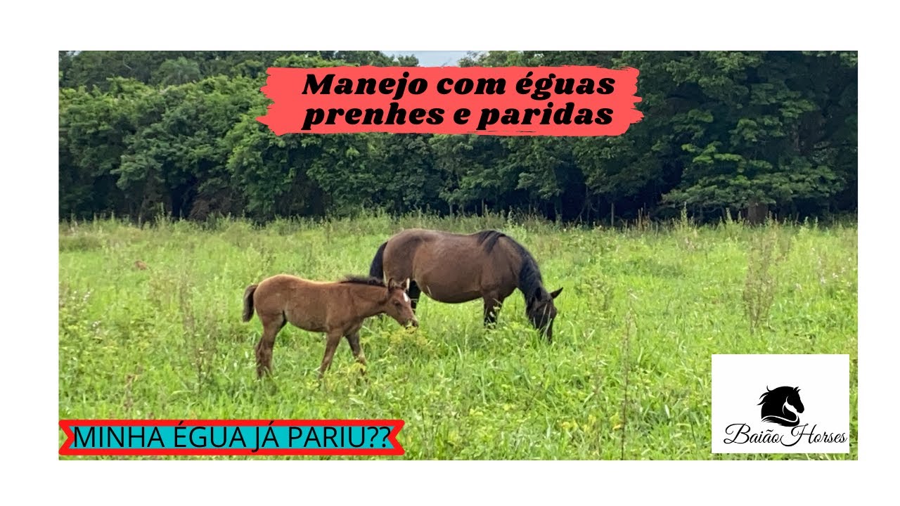 MANEJO COM &Eacute;GUAS PRENHES E PARIDAS