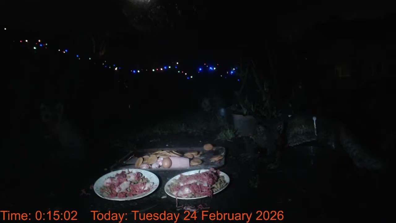 Foxheaven Dublin Ireland Livestream