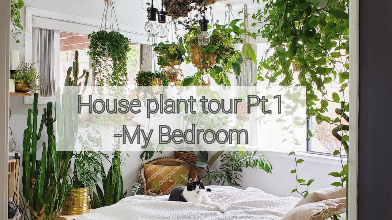 House plant tour Pt.1- My bedroom