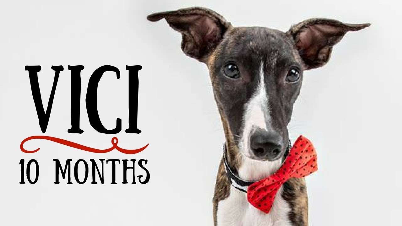 Vici - 10 months Whippet! Tricks and fun :)