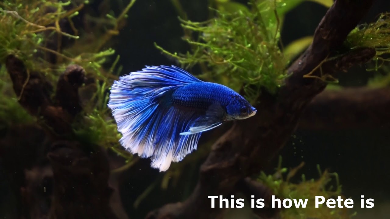 Betta fish before and after epsom salt bath