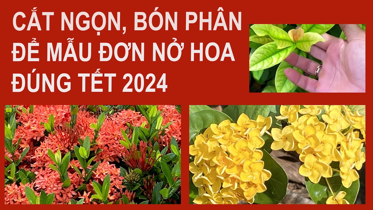 Пионы, обрезка и удобрение &mdash; как наиболее эффективно встретить Лунный Новый год 2024.