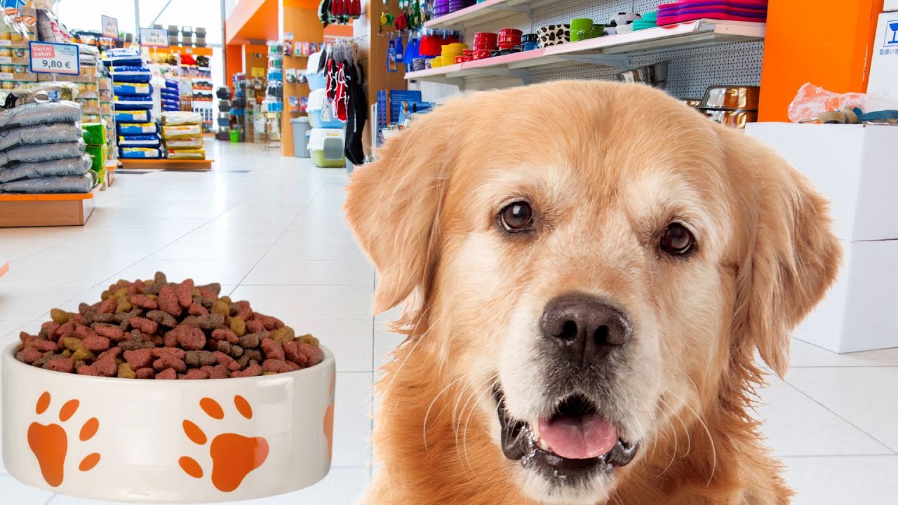 ¿Qué PIENSO es MEJOR para mi Golden Retriever? Guia para evaluarlo.