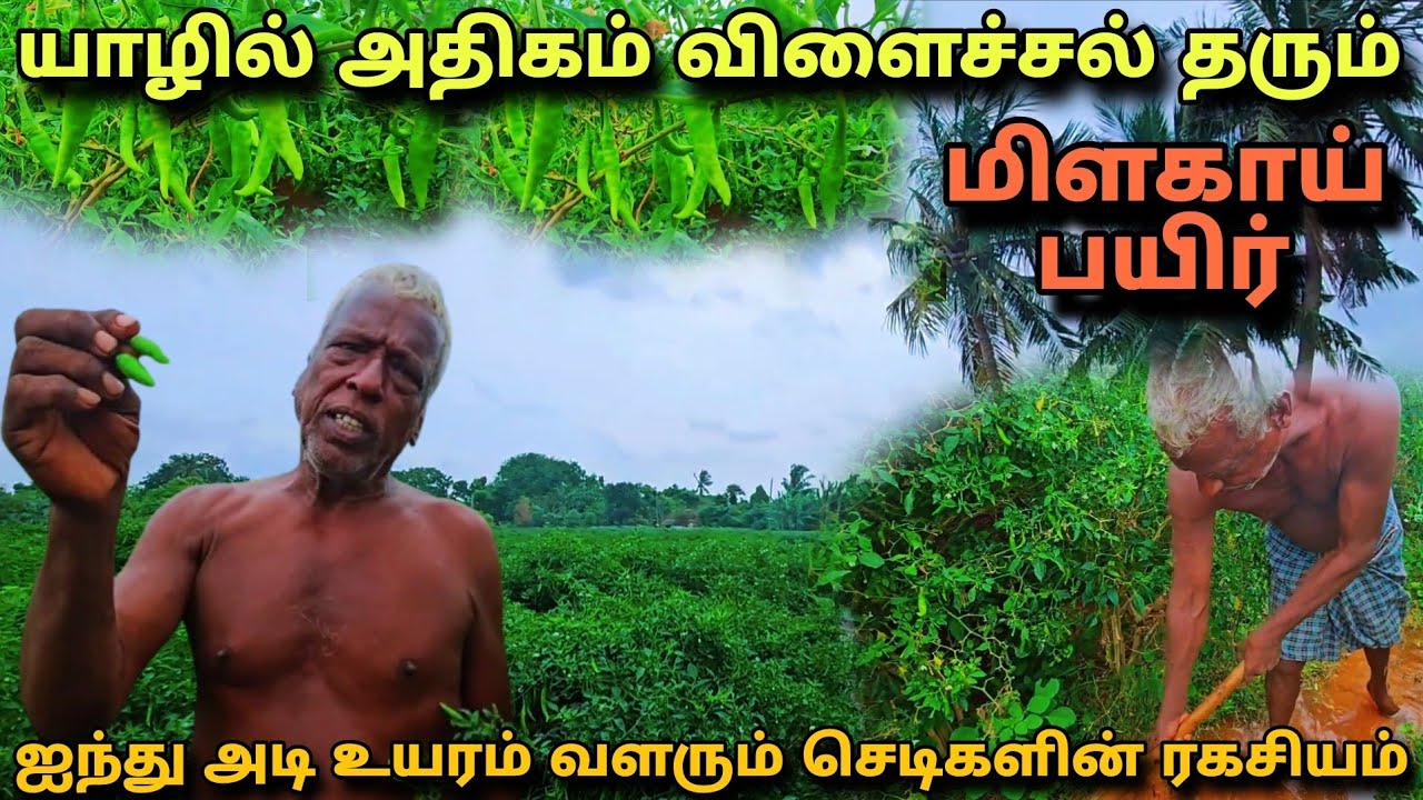 யாழில் அதிகம் விளைச்சலை தரும் ஐந்து அடி உயரம் வளர்ந்த மிளகாய் செடியின் ரகசியம் @Spseelanvlogs126 