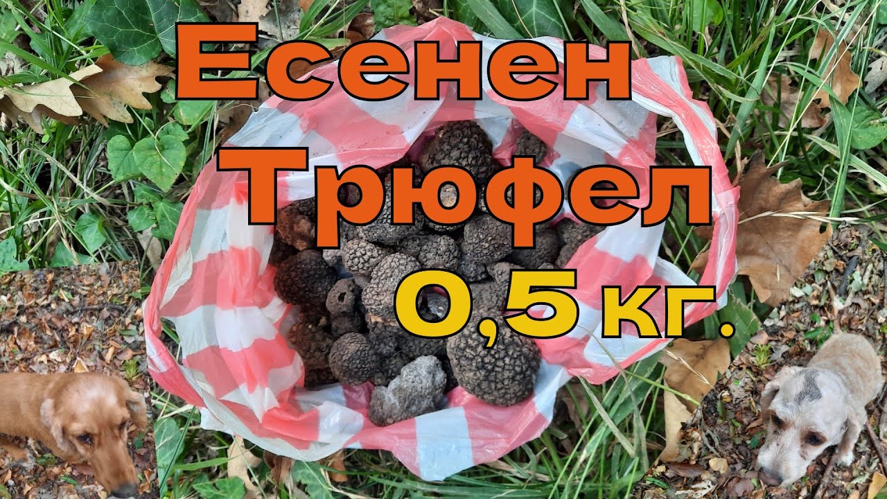 Лов на трюфели през Септември  - Есенен Трюфел