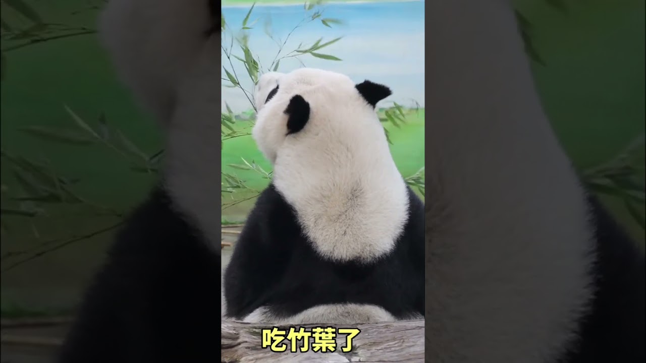 圓仔美背殺😍 #panda #yuanzai #圆仔  #shorts #台北市立動物園
