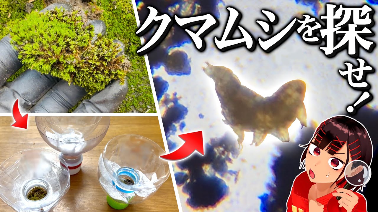 凄い生物「クマムシ」をその辺のコケから探し出せ！【自由研究】【夢】