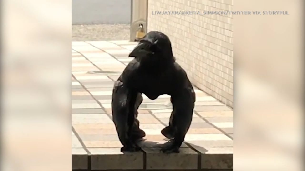 'Gorilla crow' spotted in Japan is taking internet by storm | ABC7