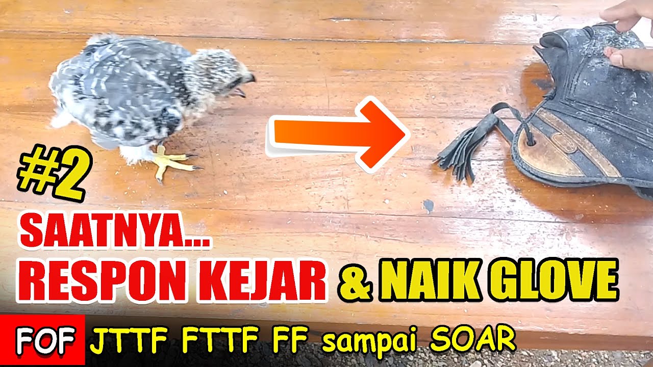 Melatih Alap alap Tikus sampai Soaring / Training Steps for Black Winged Kite #2