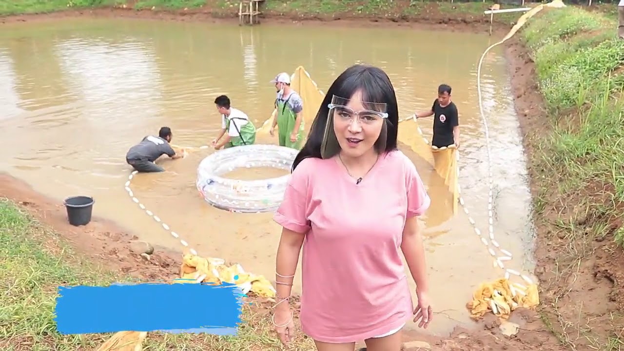 PANEN KOLAM TANAH SOLARIS KOI / KOI MUDPOND HARVEST
