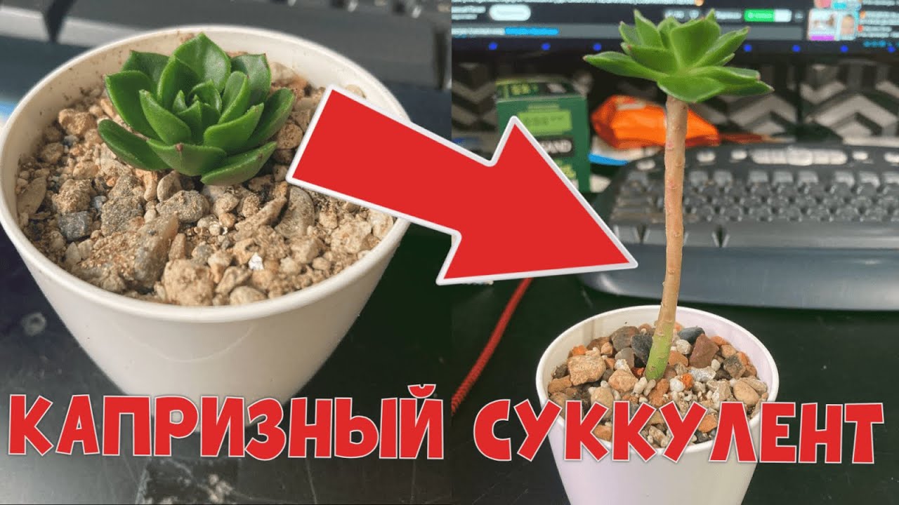 ТЯНЕТСЯ НЕСМОТРЯ НИ НА ЧТО! Седеверия Летиция. САМОЕ ХАРАКТЕРНОЕ РАСТЕНИЕ!