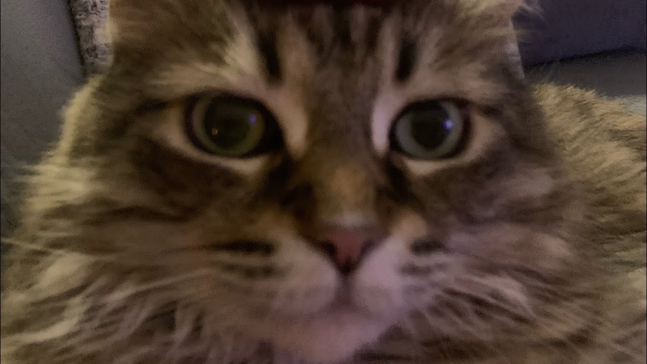 Why does this bring me so much joy :D cats 