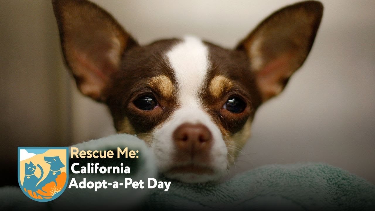 Watch live: Let's get shelter animals adopted