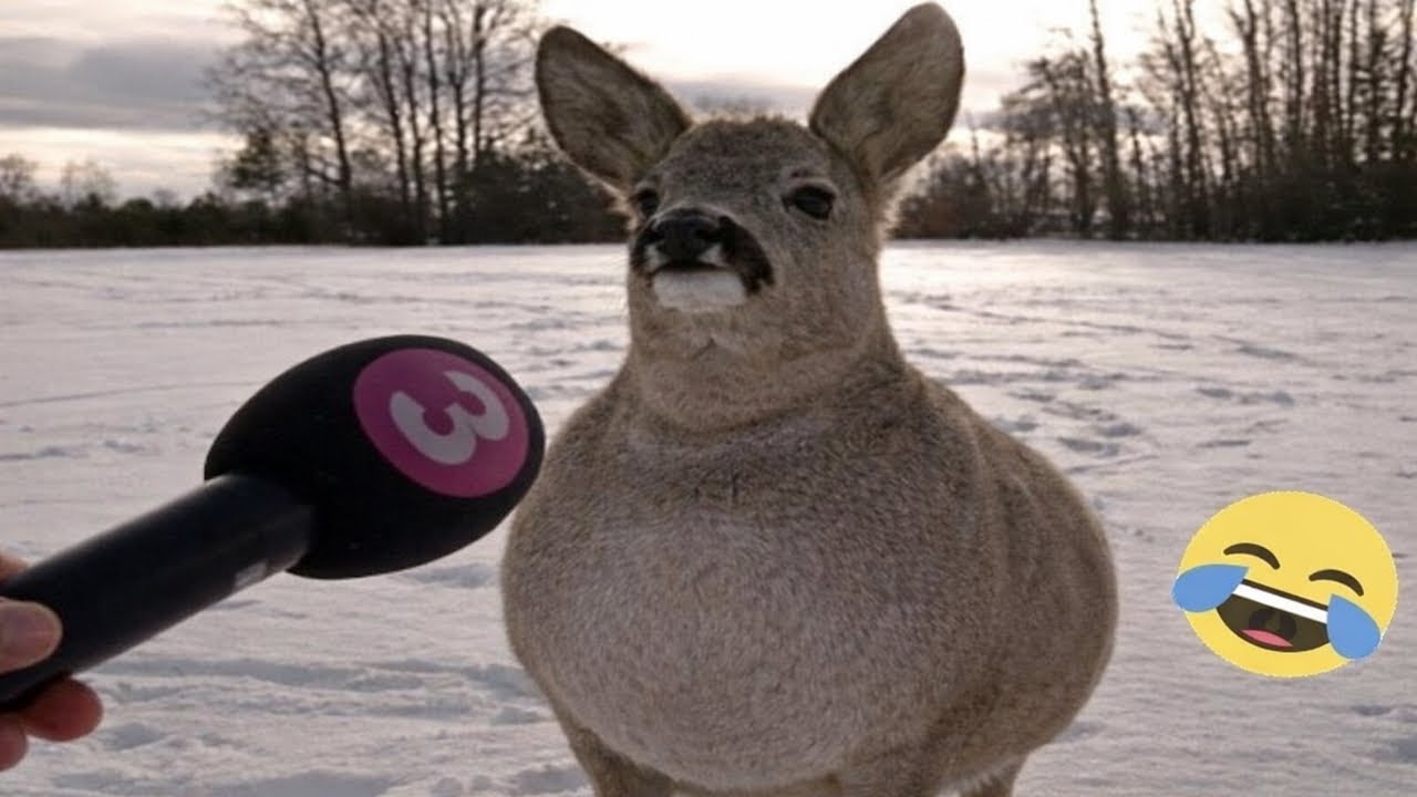 TRY NOT TO LAUGH 😆 Funniest Animal Videos Ever | PART 1