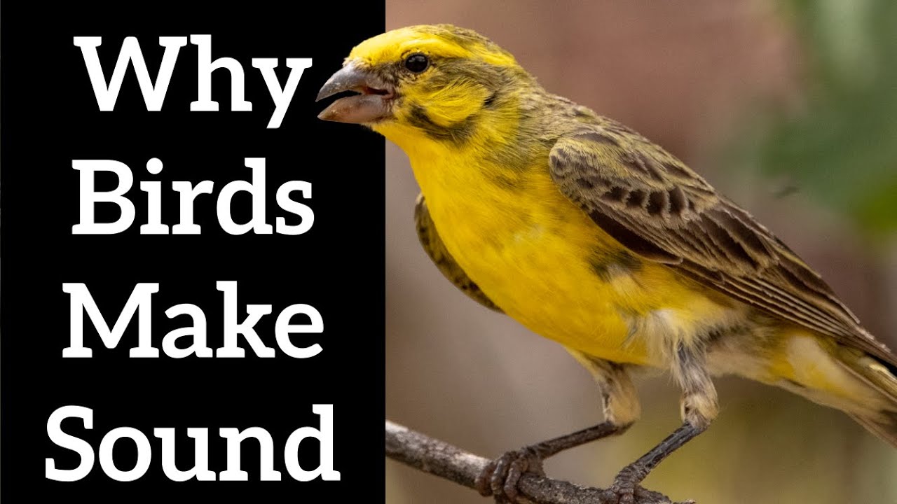 Birds Sounds - Why Birds Make Sound