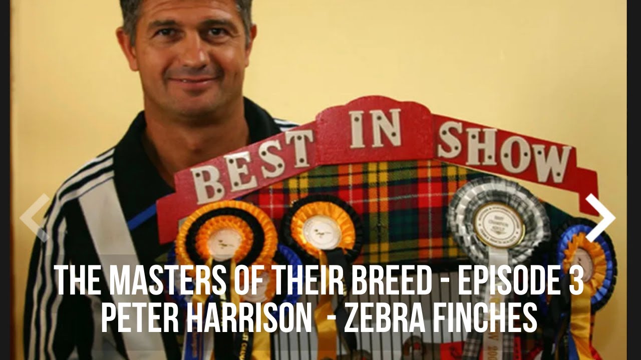 The Masters of their Breed - Peter Harrison Zebra Finches