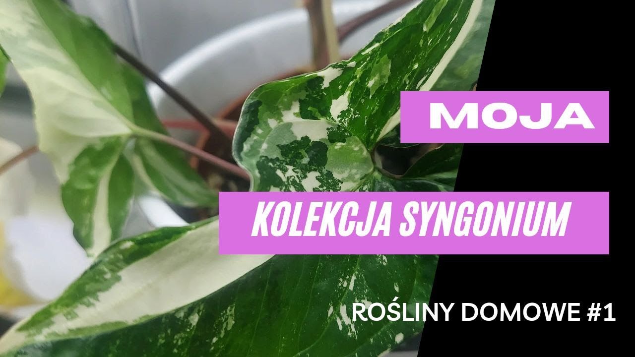 Moja kolekcja SYNGONIUM-zroślicha odc1.Odmiany podłoże oświetlenie.NOWA SERIA VIDEO #1rośliny domowe