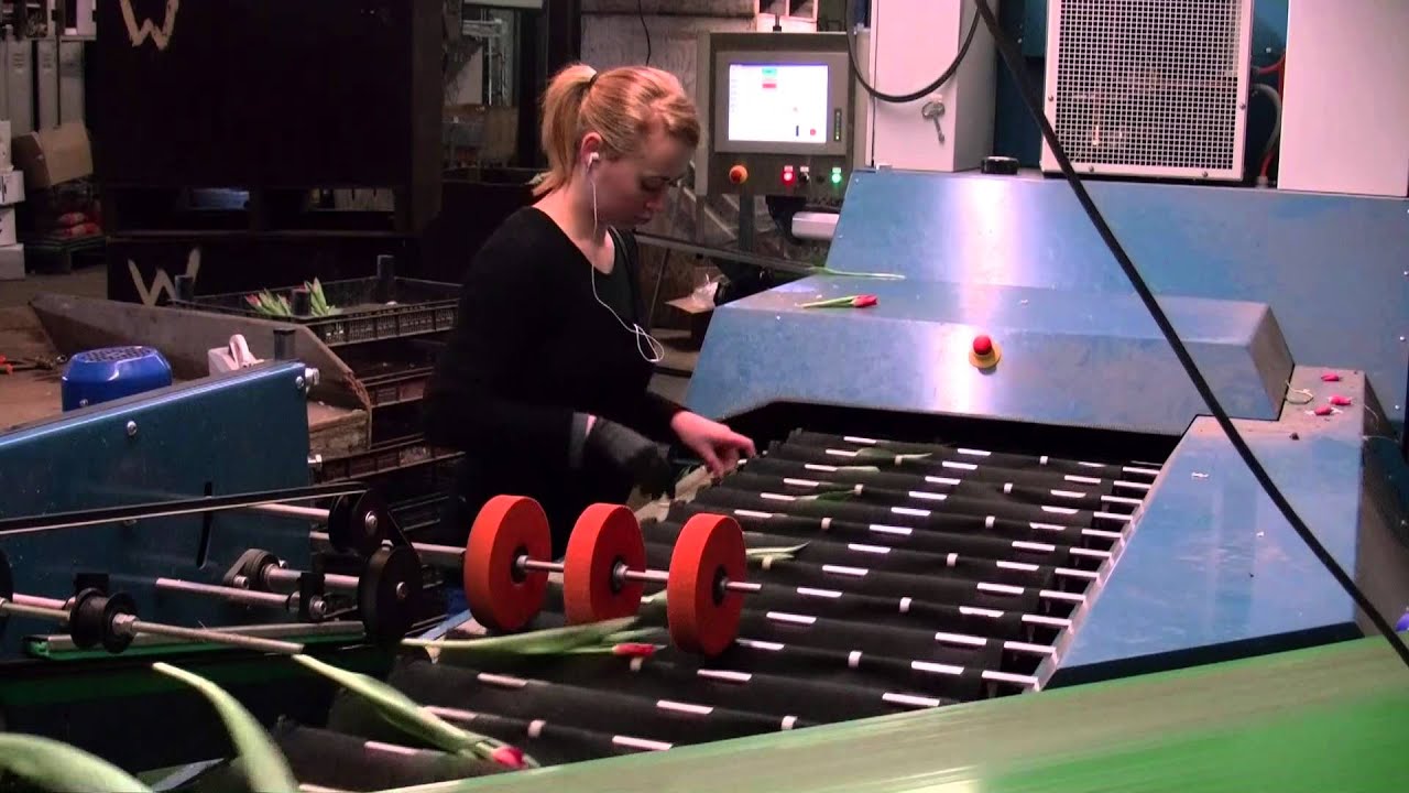 Wireco - Tulpenbroeierij - Bosmachine