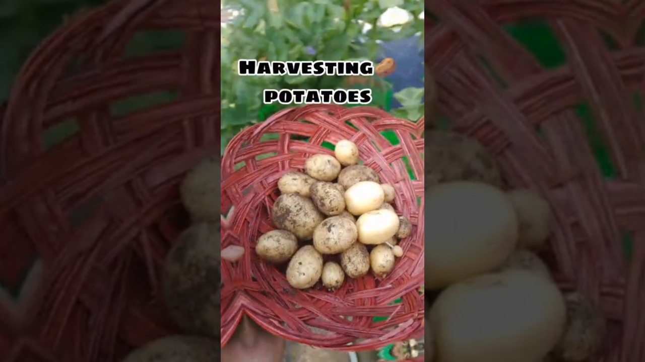 Harvesting potatoes 🥔 from my garden 🪏 