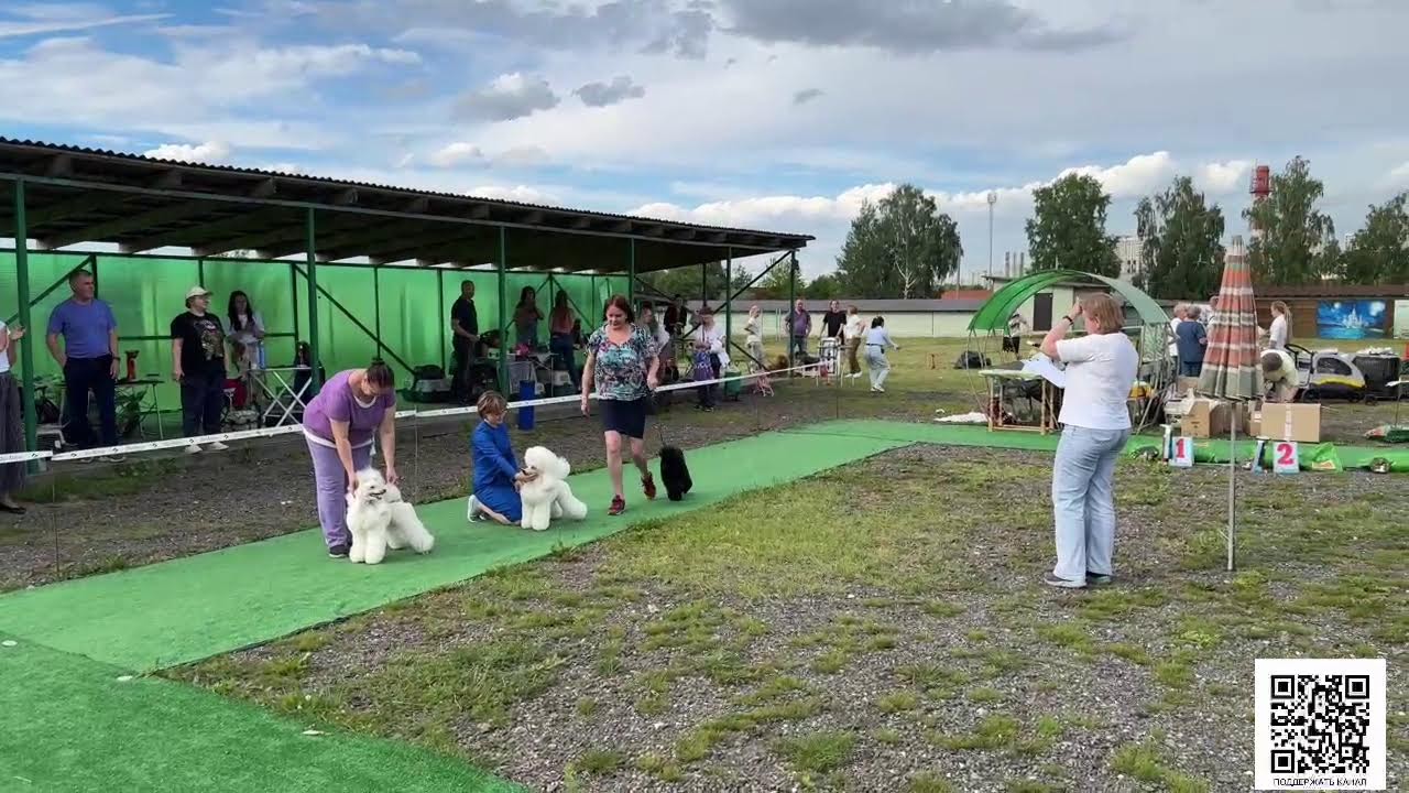 Подольск 23 июня 24, моно Пудель клуб Русь, судья Филатова Алла Евгеньевна (Бэсты, часть 2)