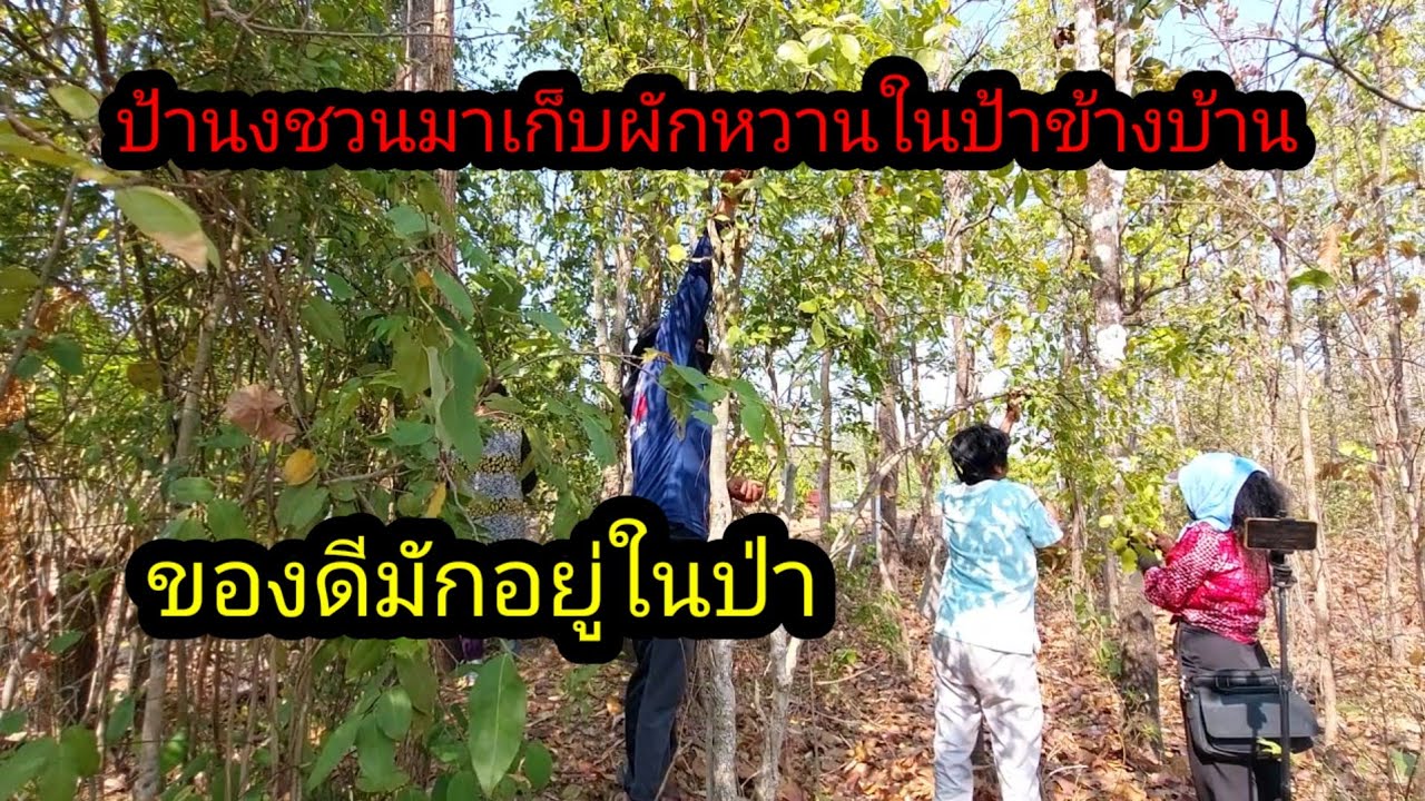 ข่าวดีป้านงชวนมาเก็บผักหวานในป้าข้างบ้านเยอะมากมันเกิดเอง#จิตอาสา 
