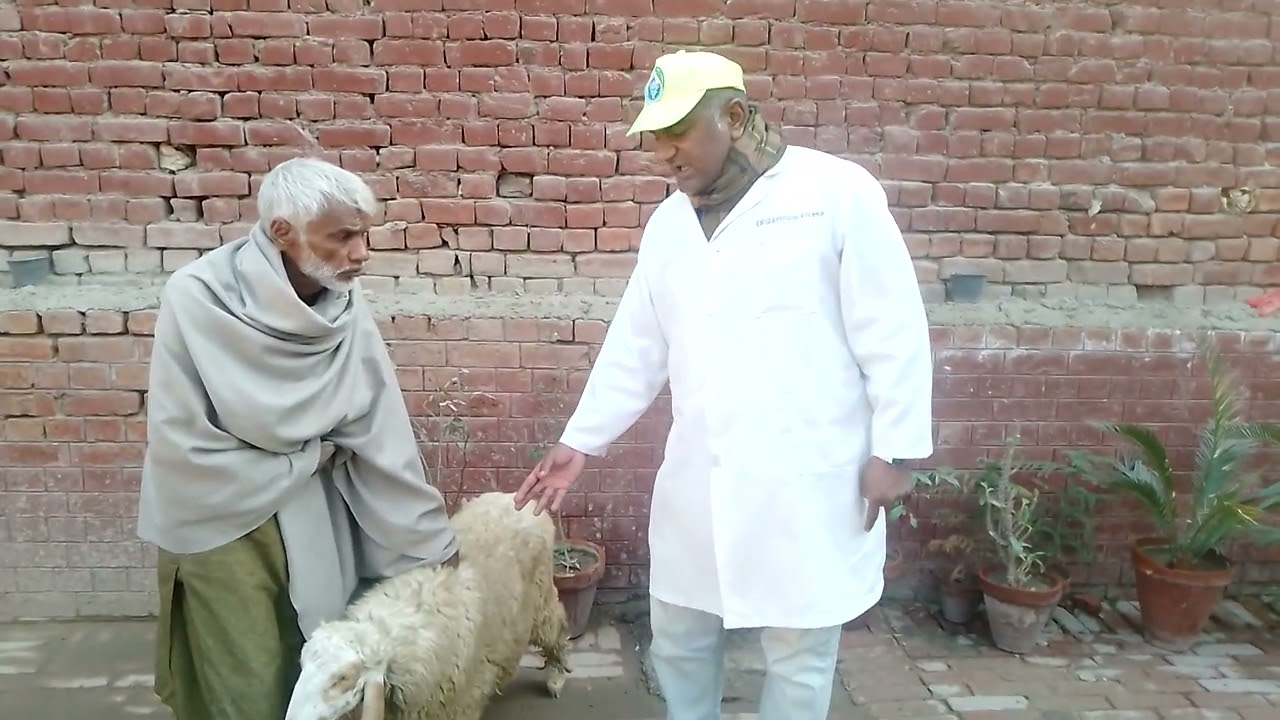 Suspected Blood Parasitic disease in Sheep #  Dr. Sarfraz-ur-Rahman # 0321-9433018