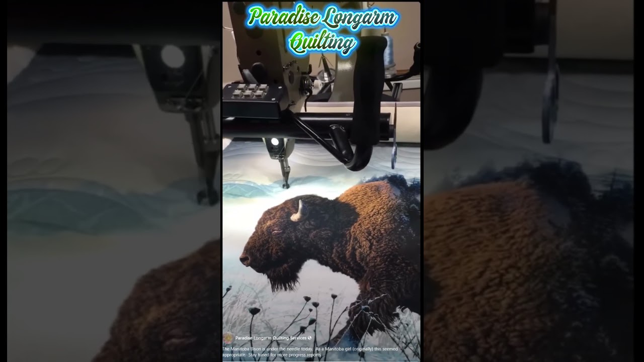 Whatcha doing Grandma? Manitoba Bison Project dear