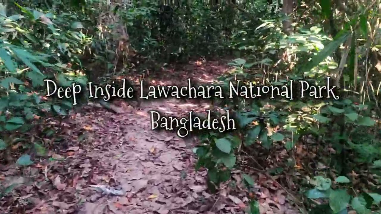 Walking Deep Inside Lawachara Forest | Pure Nature Sounds | No Music, No Talking #walking #nature