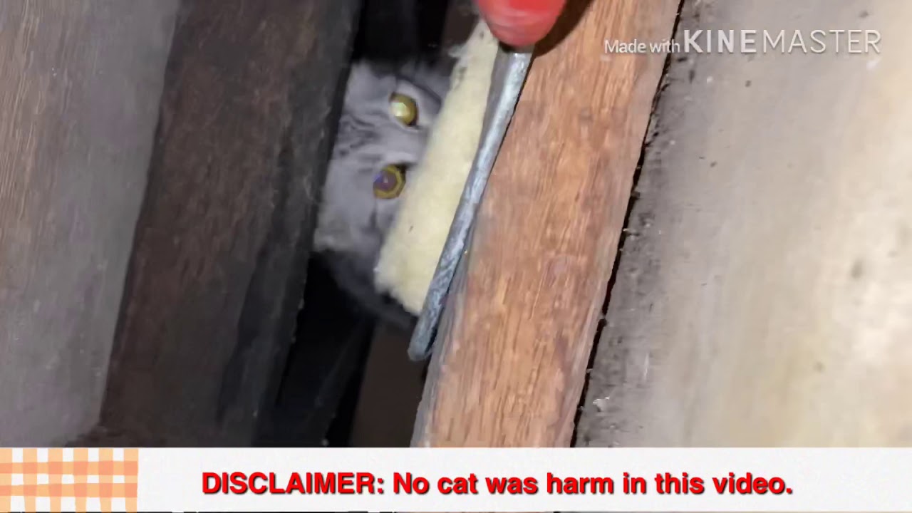 Puspin Vlog Squad 09: My adopted Himalayan Cat Invades our CELLAR!!