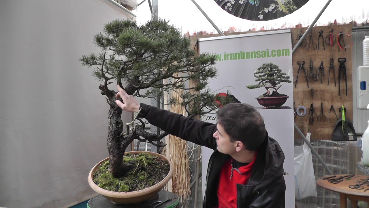 TRABAJO SOBRE PINO NEGRO O PINUS UNCINATA