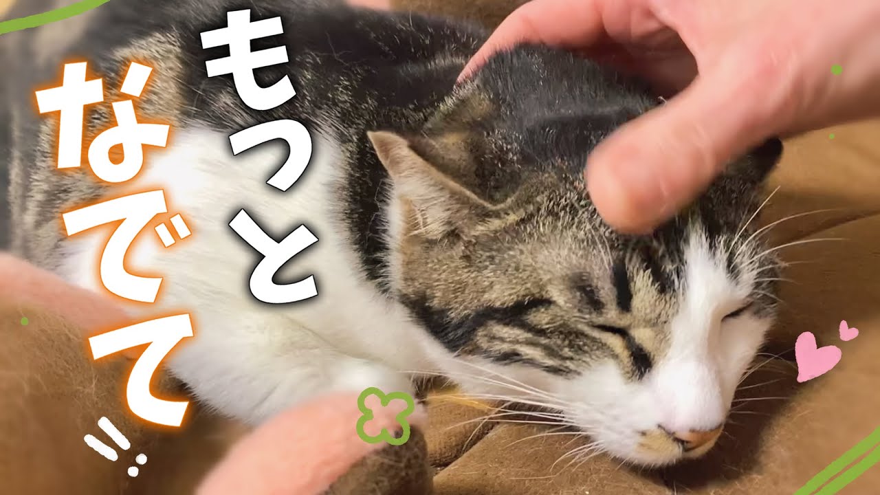 自分から撫でて欲しいと近づいてくるようになったシャイな保護猫ちゃんと、甘えてくれた嬉しさで撫ですぎる管理人😂💕 【保護猫活動】