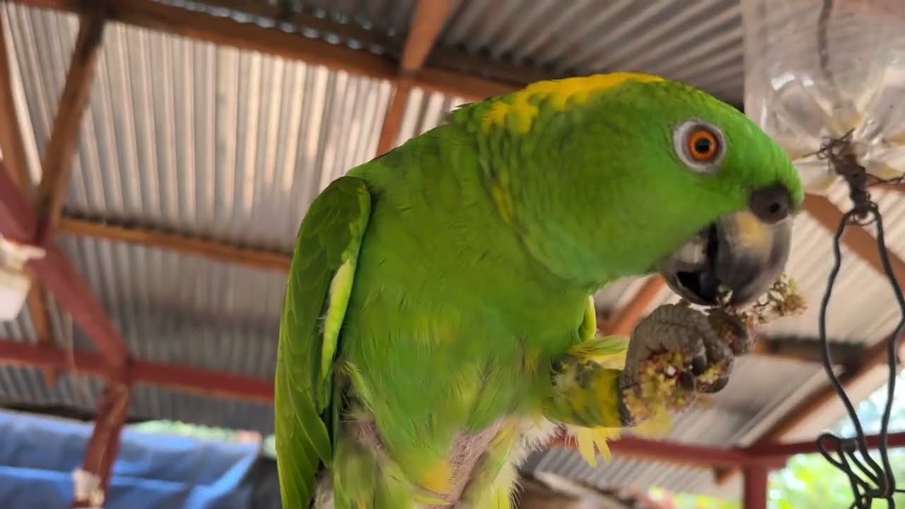 LORA JUGANDO CON EL PERIQUITO | LA VERDOSA #shorts #short #shortvideo