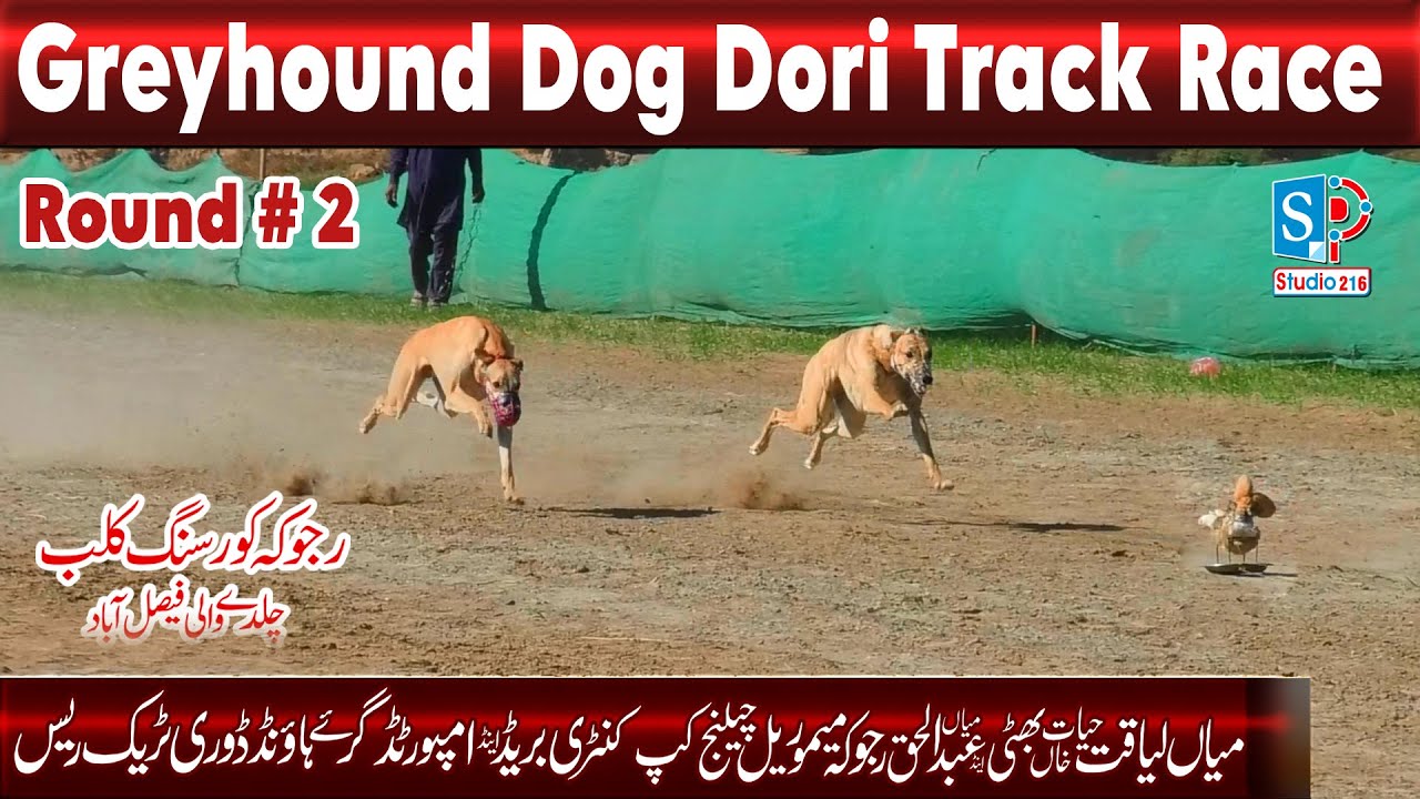 Greyhound Race | Dori Track Race Round 2 | Rajoka Coursing Club Fsd 