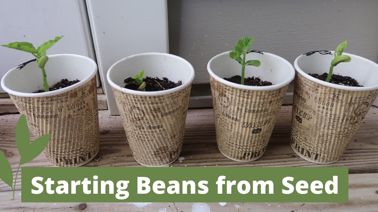 Growing Beans from Seed | How to Start Bean Sprouts