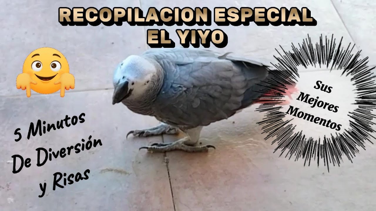 EL YIYO 🦜 LORO YACO Recopilación Especial 