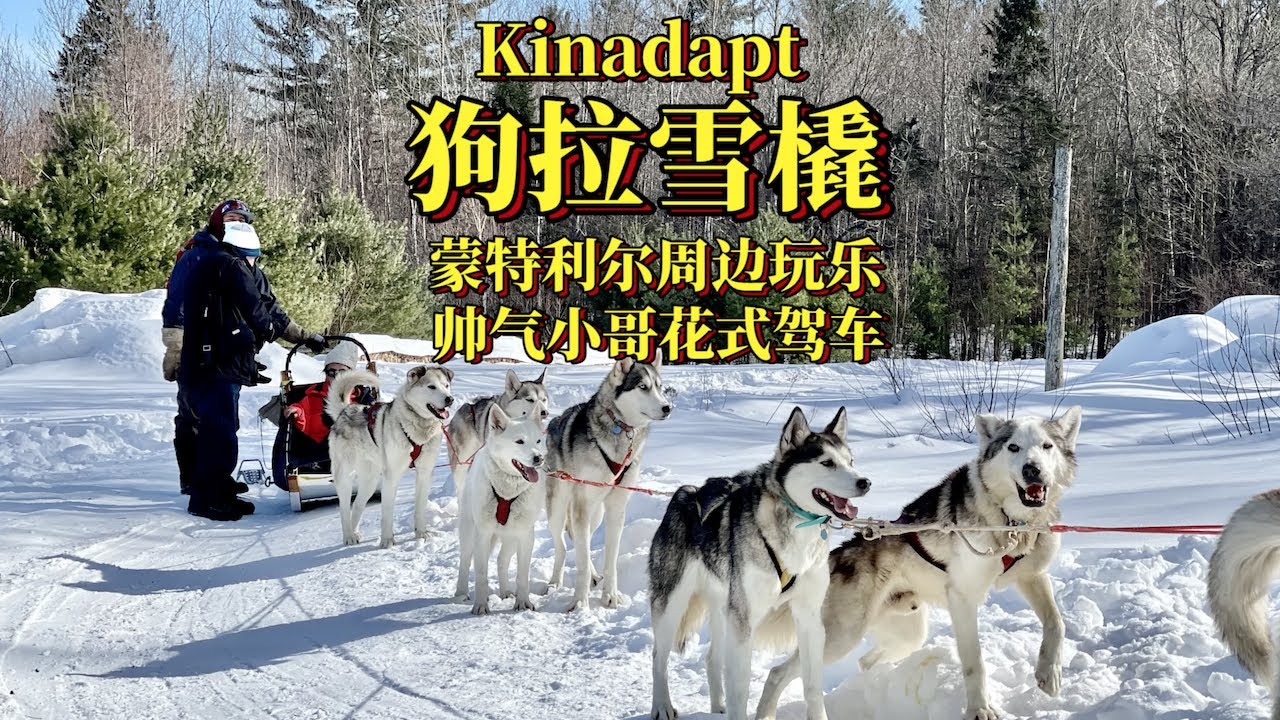 带你看加拿大🇨🇦 Kinadapt农场狗拉雪橇，帅气小哥花式架车好拉风